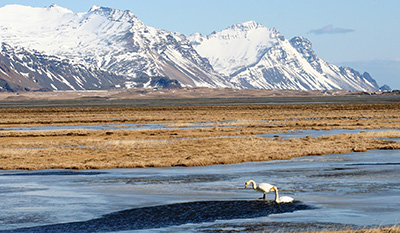Vatnajokull National Park, Swans at the glacie